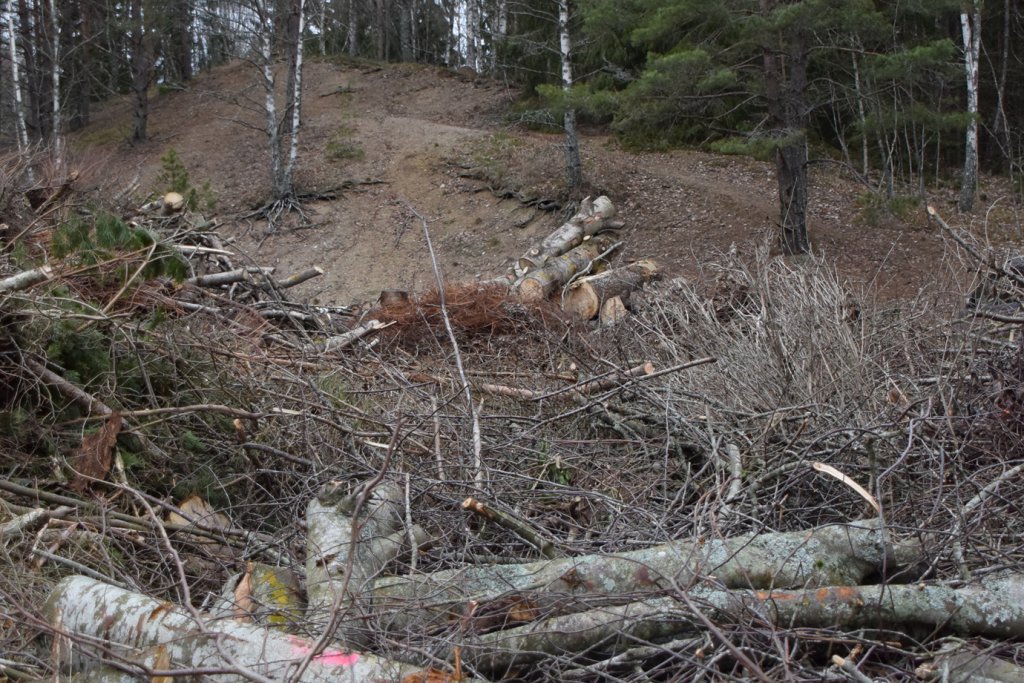 Illegale Abholzung borealer Nadelwälder